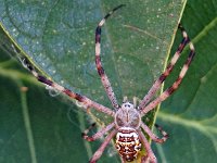 Argiope dietrichae DSC09651 edit